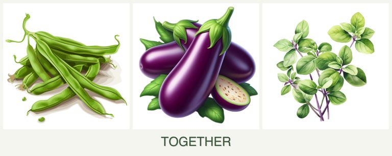 Can you plant beans, eggplant and oregano together?