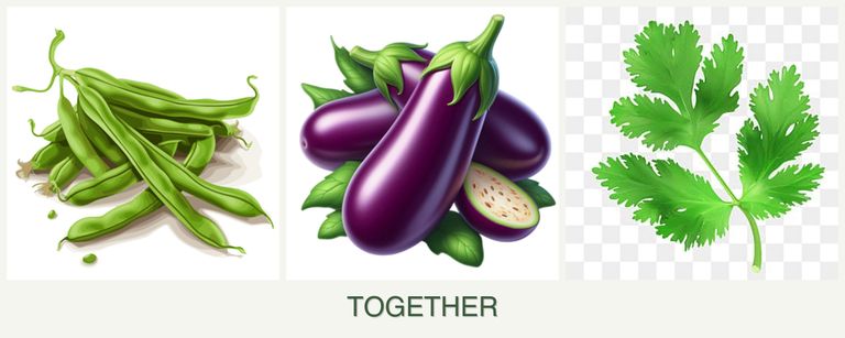 Can you plant beans, eggplant and parsley together?