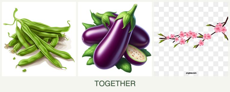 Can you plant beans, eggplant and peaches together?