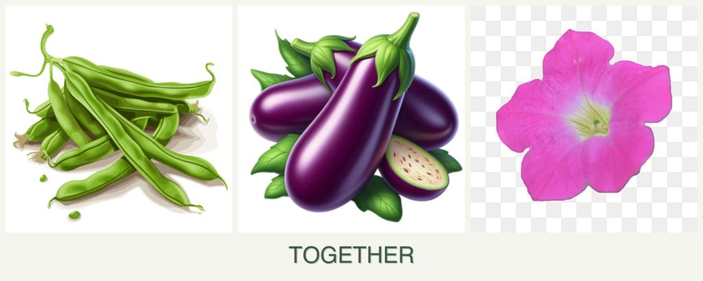 Can you plant beans, eggplant and petunias together?