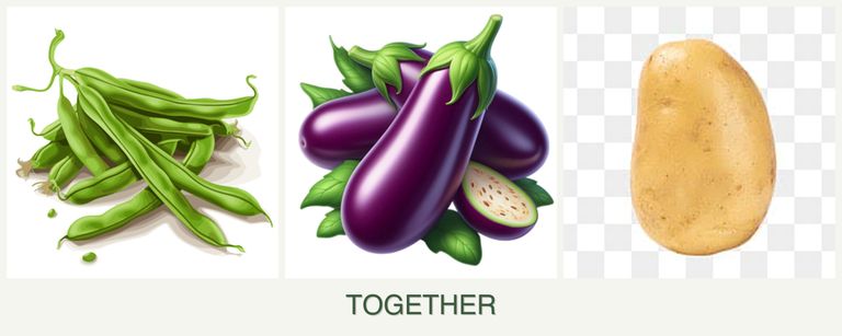 Can you plant beans, eggplant and potatoes together?