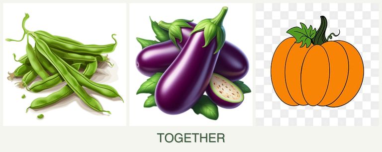 Can you plant beans, eggplant and pumpkin together?