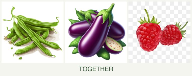 Can you plant beans, eggplant and raspberries together?