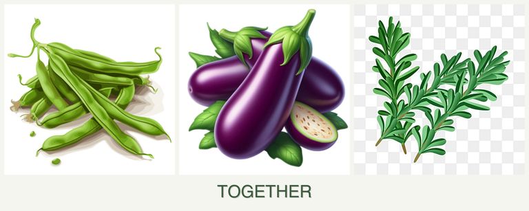 Can you plant beans, eggplant and rosemary together?
