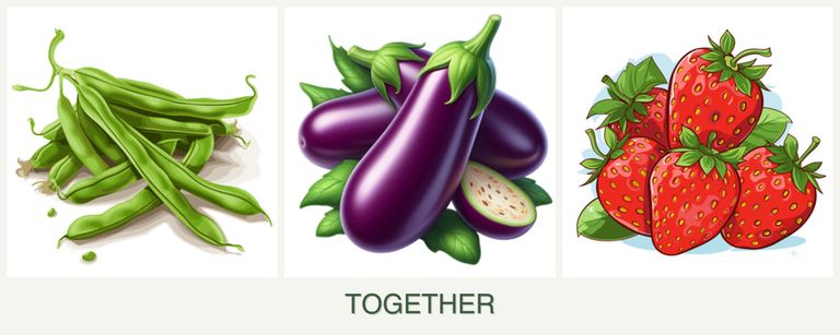 Can you plant beans, eggplant and strawberries together?