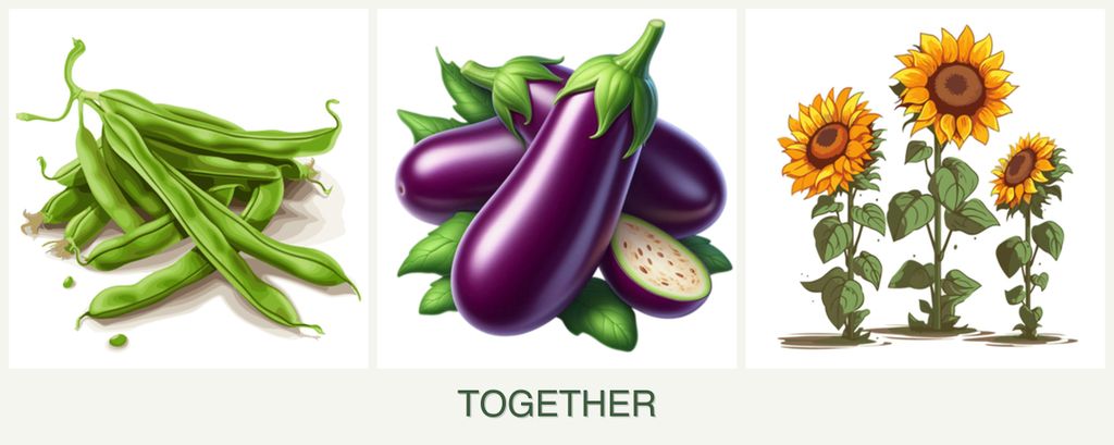 Can you plant beans, eggplant and sunflowers together?