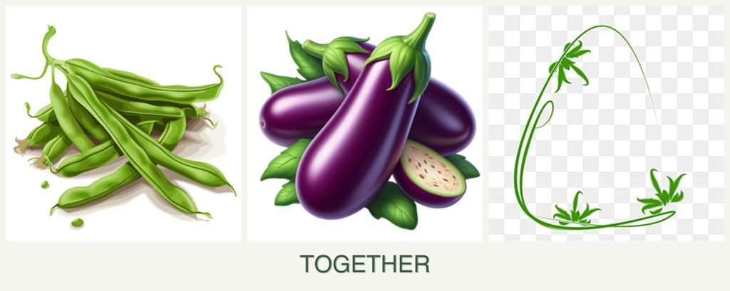 Can you plant beans, eggplant and tarragon together?