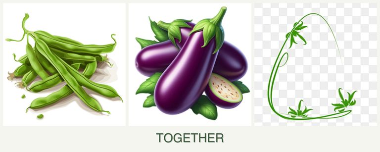 Can you plant beans, eggplant and tarragon together?
