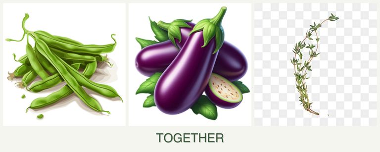 Can you plant beans, eggplant and thyme together?