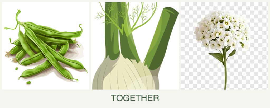 Can you plant beans, fennel and alyssum together?