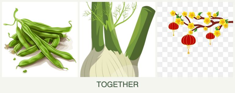 Can you plant beans, fennel and apricots together?