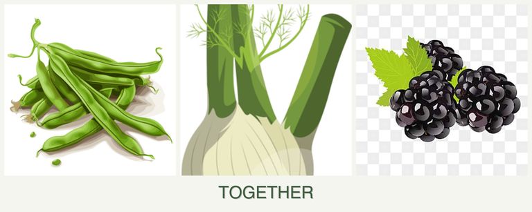 Can you plant beans, fennel and blackberries together?