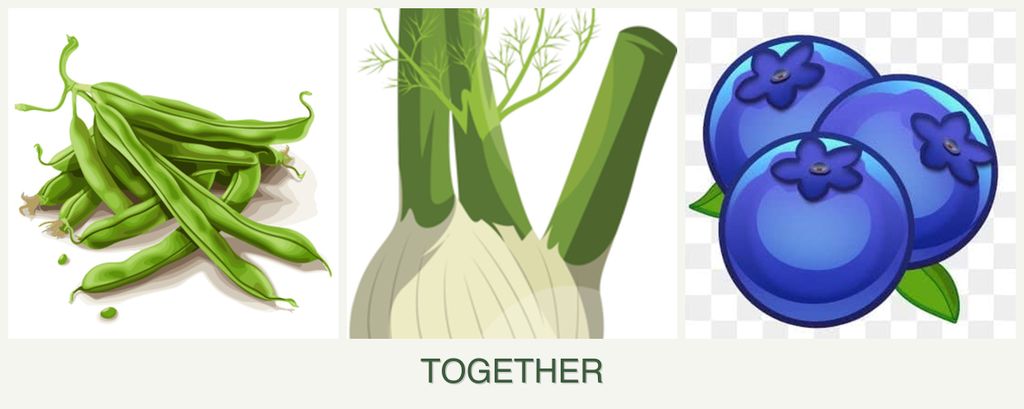 Can you plant beans, fennel and blueberries together?