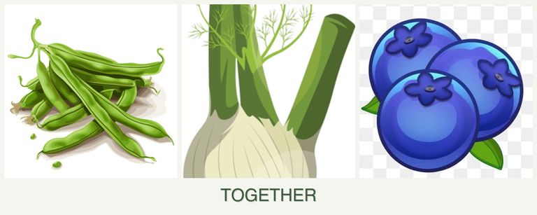 Can you plant beans, fennel and blueberries together?