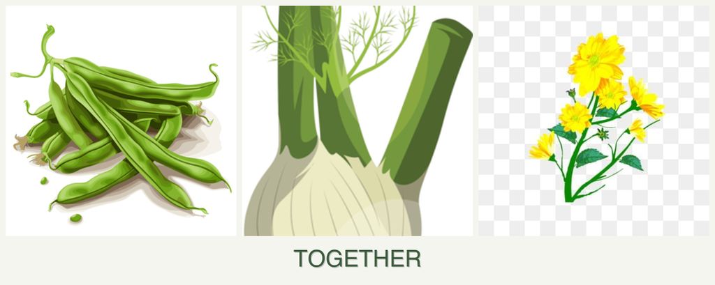 Can you plant beans, fennel and calendula together?