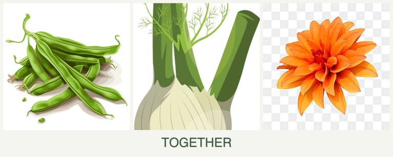 Can you plant beans, fennel and dahlias together?