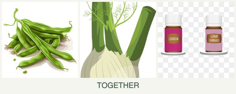 Can you plant beans, fennel and geraniums together?
