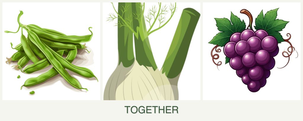 Can you plant beans, fennel and grapes together?