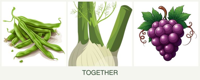 Can you plant beans, fennel and grapes together?