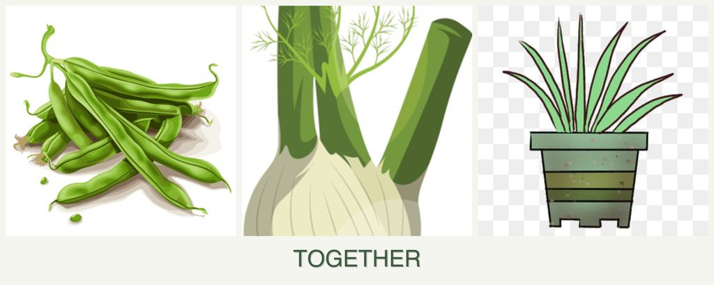 Can you plant beans, fennel and lemongrass together?