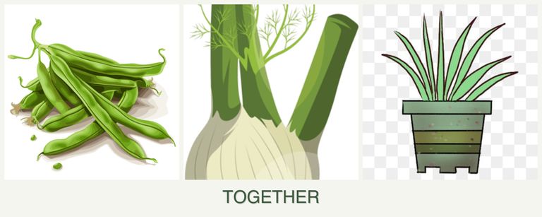 Can you plant beans, fennel and lemongrass together?