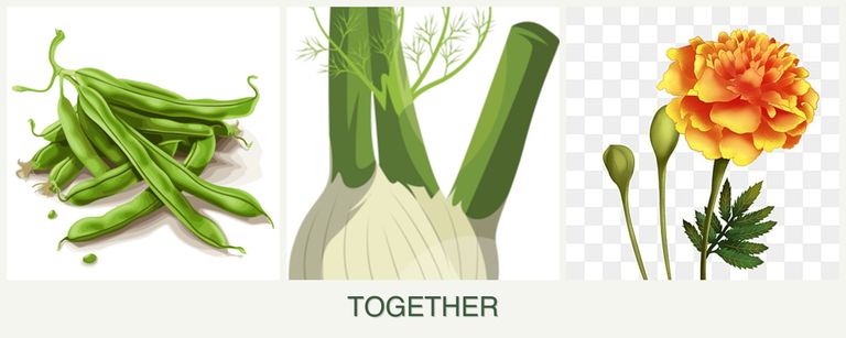 Can you plant beans, fennel and marigolds together?