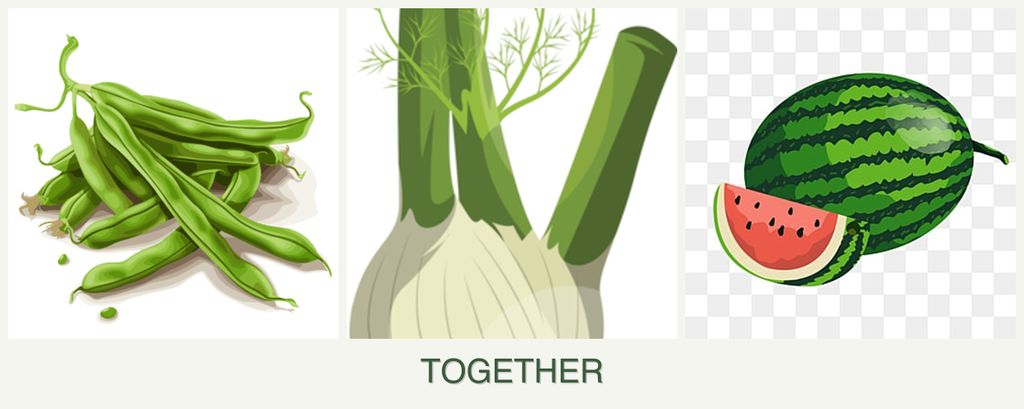Can you plant beans, fennel and melons together?
