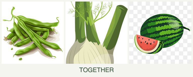 Can you plant beans, fennel and melons together?