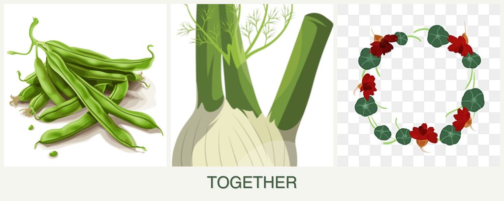 Can you plant beans, fennel and nasturtiums together?