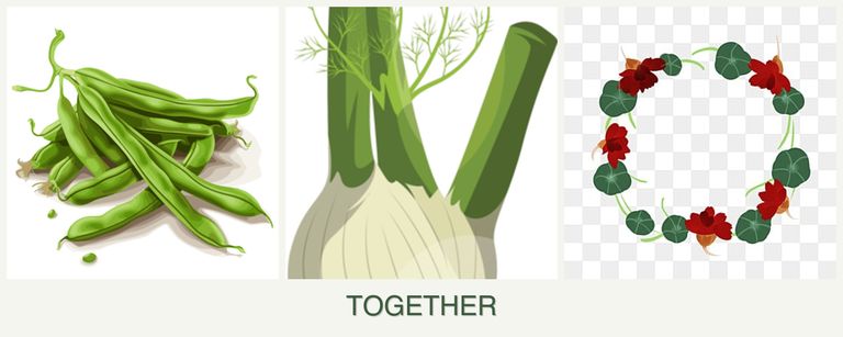 Can you plant beans, fennel and nasturtiums together?