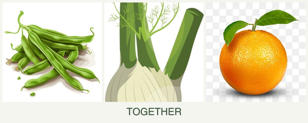 Can you plant beans, fennel and oranges together?