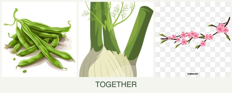 Can you plant beans, fennel and peaches together?