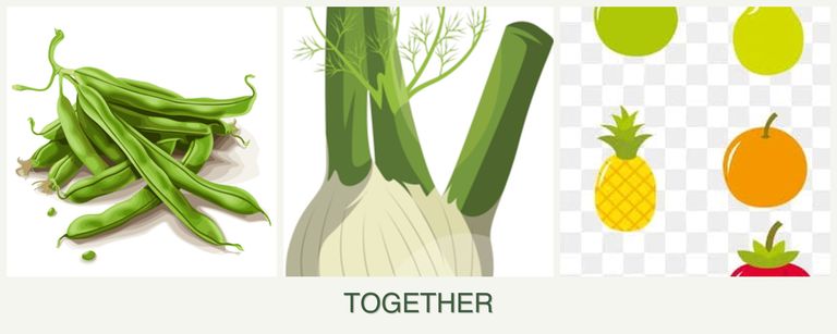 Can you plant beans, fennel and pears together?