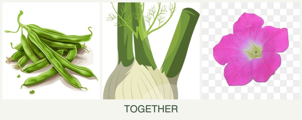 Can you plant beans, fennel and petunias together?
