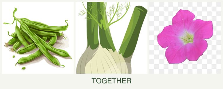 Can you plant beans, fennel and petunias together?