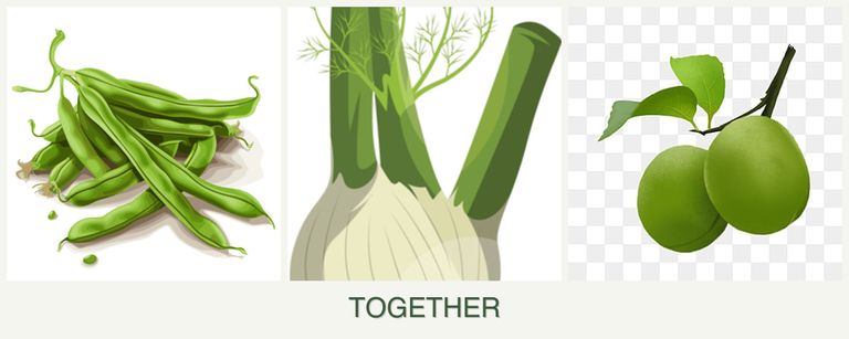 Can you plant beans, fennel and plums together?