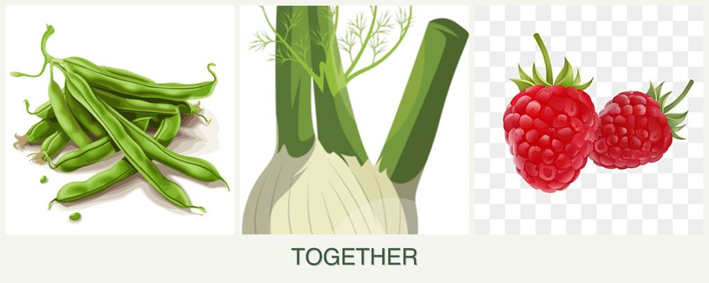 Can you plant beans, fennel and raspberries together?