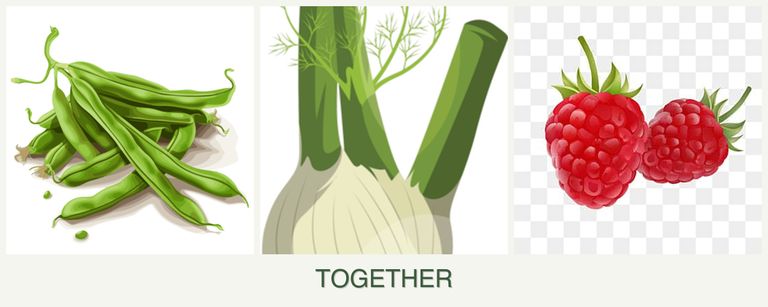 Can you plant beans, fennel and raspberries together?