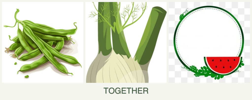 Can you plant beans, fennel and watermelons together?