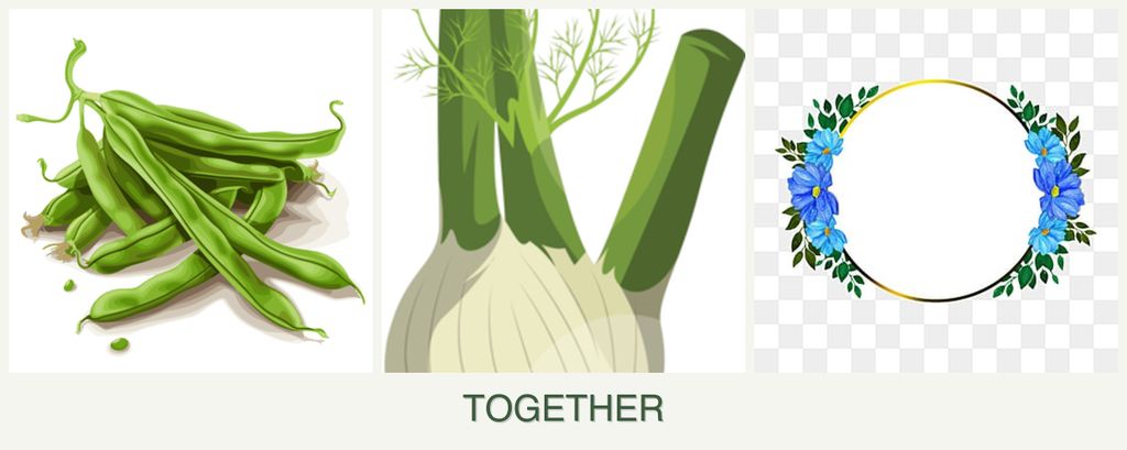 Can you plant beans, fennel and zinnias together?