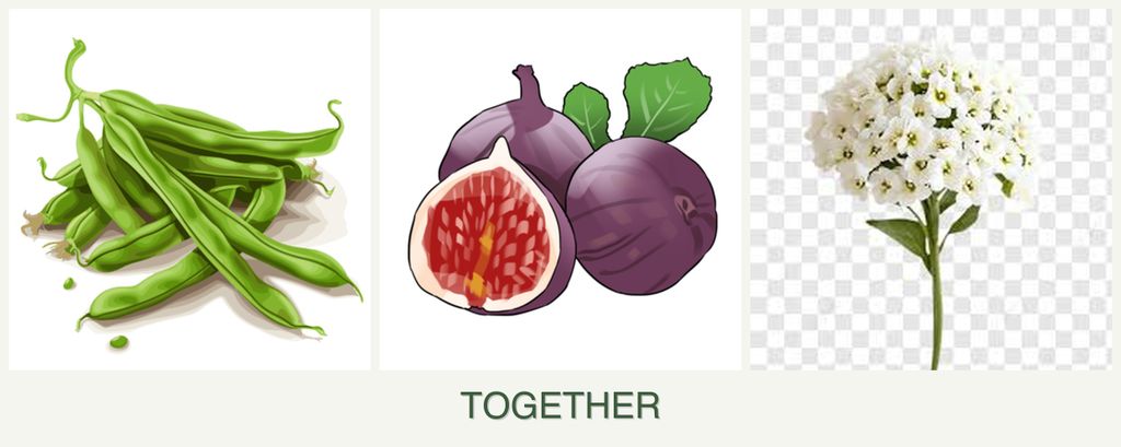 Can you plant beans, figs and alyssum together?
