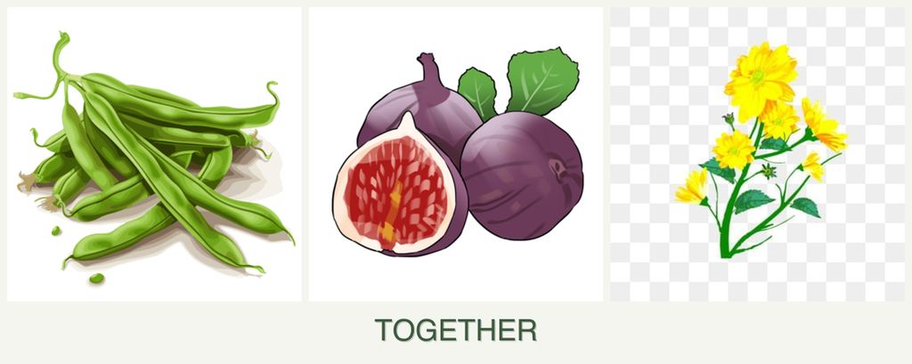 Can you plant beans, figs and calendula together?