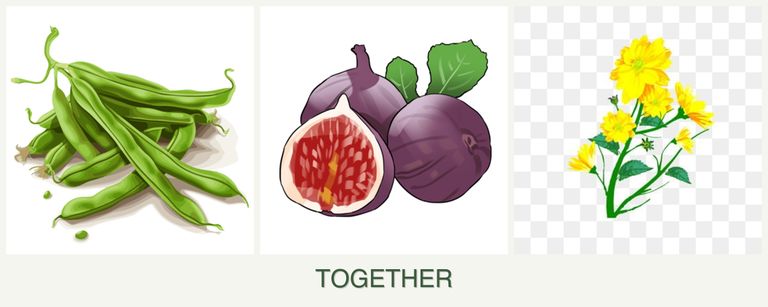 Can you plant beans, figs and calendula together?