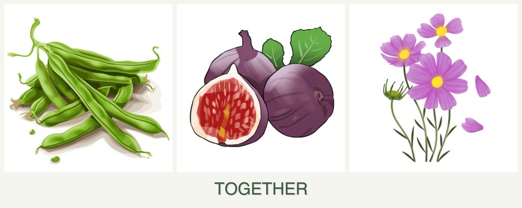 Can you plant beans, figs and cosmos together?