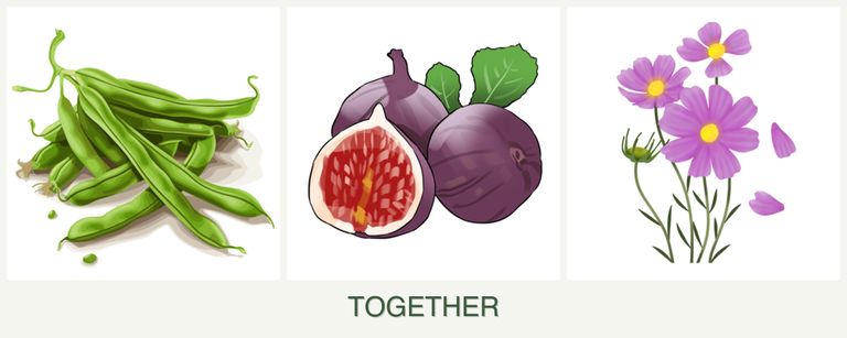 Can you plant beans, figs and cosmos together?
