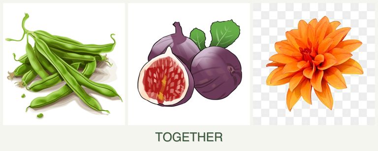 Can you plant beans, figs and dahlias together?