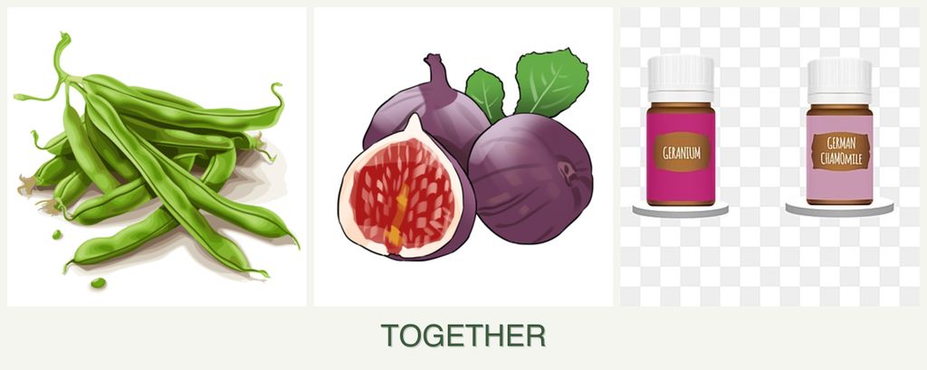 Can you plant beans, figs and geraniums together?