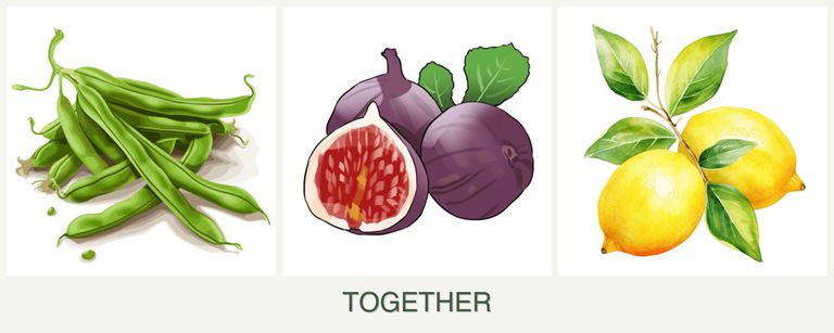 Can you plant beans, figs and lemons together?