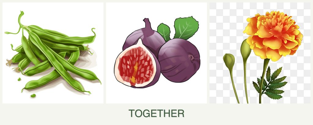 Can you plant beans, figs and marigolds together?