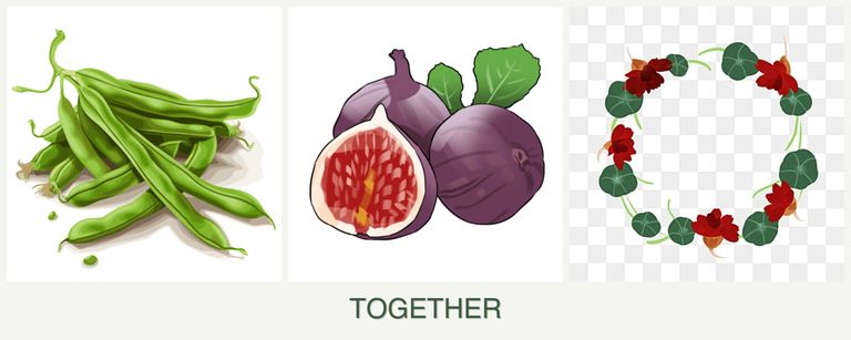 Can you plant beans, figs and nasturtiums together?